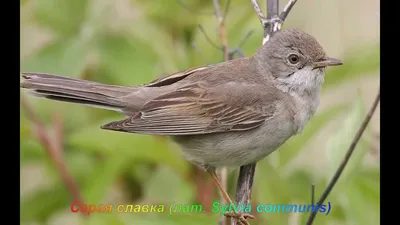 Голоса птиц - Серая славка (лат. Sylvia communis) - YouTube