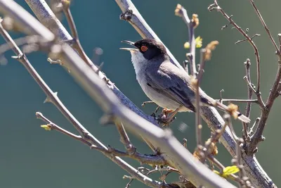 Белоусая славка - eBird