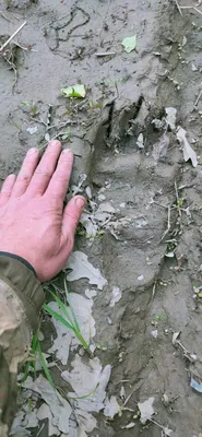 В барышском лесу обнаружили следы медведя: фото Улпресса - все новости  Ульяновска