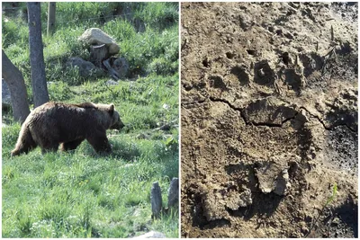 В Литве снова обнаружены следы медведя - на этот раз около города - Delfi RU