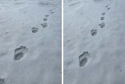 Следы медведя на снегу (41 фото) - 41 фото