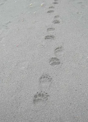 След медведя на грязной земле. Следы медведя Стоковое Фото - изображение  насчитывающей следопыт, ангстрома: 202504474