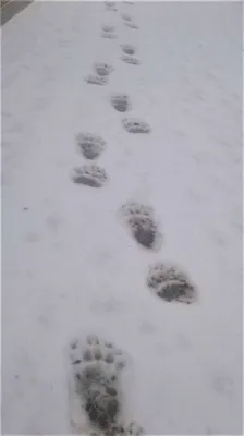 Следы медведя обнаружили грибники рядом с Кудряшовским бором -