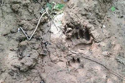 Туристы обнаружили следы медведя в Полистовском заповеднике : Псковская  Лента Новостей / ПЛН