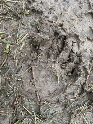 У Якутска на Хатынг-Юряхском шоссе обнаружили следы медведя — ЯСИА
