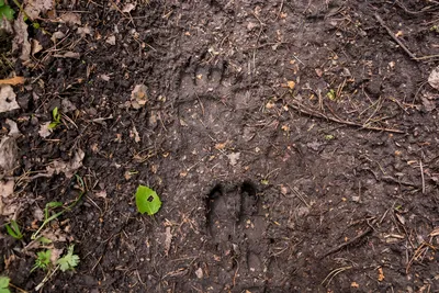 На Торгашинском хребте нашли следы медведя