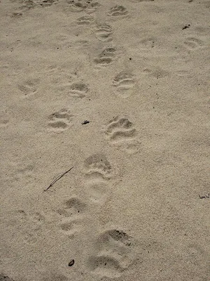 Файл:След медведя на берегу Ветлуги.jpg — Википедия