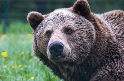 Следы медведя обнаружили на Байкале 8 марта - это абсолютный рекорд за 9  лет - UlanMedia.ru