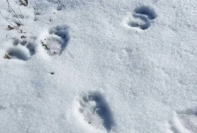 В Восточном Казахстане нашли следы медведя возле села - видео