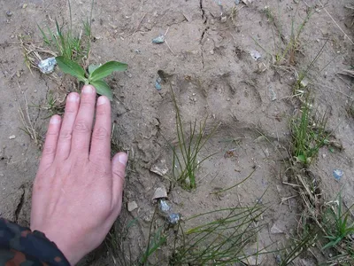 В Кузнецком районе Пензенской области нашли след медведя