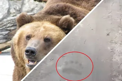Turmush: На Иссык-Куле жители обнаружили следы медведя