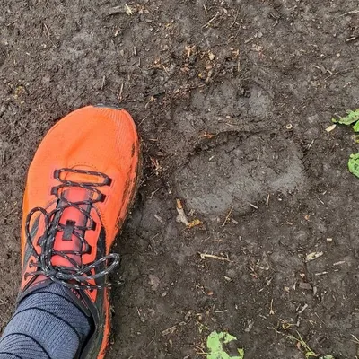 Проснулся медведь: в национальном парке «Башкирия» нашли следы