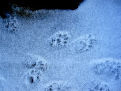Кемеровчанин сообщили об обнаружении следов медведя