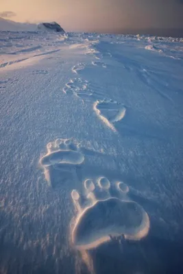В Пермском крае на льду реки обнаружили следы медведя и лося | ОБЩЕСТВО |  АиФ Пермь