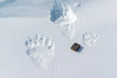 Следы Дикого Евразийского Бурого Медведя В Глубоком Снегу В Пустыне  Австрийского Альпийского Региона — стоковые фотографии и другие картинки  Бурый медведь - iStock