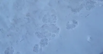 Следы тигра-разведчика нашли на севере Хабаровского края