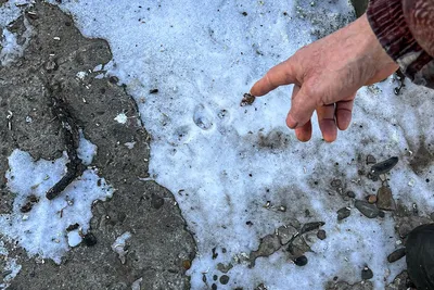 На выпавшем снегу в Амурской области обнаружили следы тигра. Почему это  место держат в секрете ▸ Amur.Life