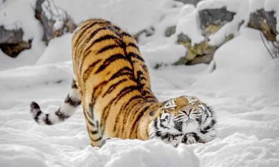 Следы тигра нашли около Владивостока — хищник гулял по тропе, где дети идут  в школу - 22 декабря 2023 - vladivostok1.ru