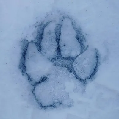 Внезапный снегопад внес коррективы в учет амурского тигра - Новости РГО