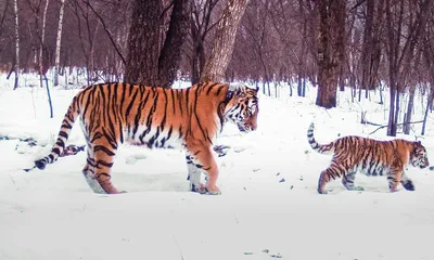 Следы тигра на снегу - фото и картинки: 64 штук