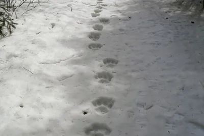В Якутии впервые за 50 лет обнаружили следы амурского тигра | 25.11.2021 |  Смоленск - БезФормата
