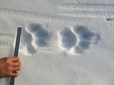 На Дальнем Востоке начался учет тигра