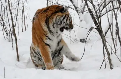 Эксперт Арамилев сообщает, что на пасечника в Приморья мог напасть тигрёнок  | ОБЩЕСТВО | АиФ Владивосток