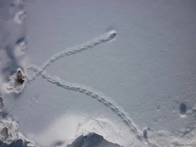 Следы мыши на снегу (42 фото) - 42 фото