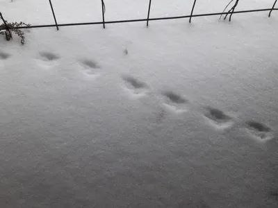 Следы крысы на снегу (48 фото) - 48 фото