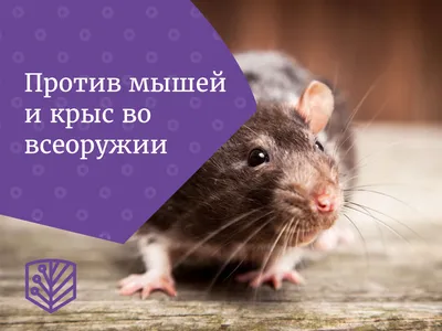 Гранулы от мышей и крыс Nadzor, 100г (5361035) - Купить по цене от 23.50  руб. | Интернет магазин SIMA-LAND.RU