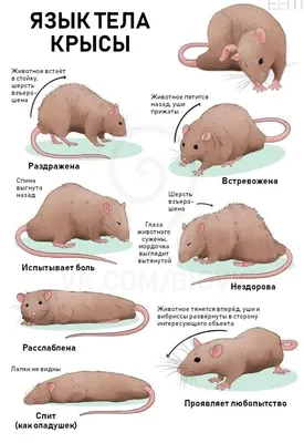 Nadzor Отрава для мышей и крыс, яд, средство от грызунов в доме