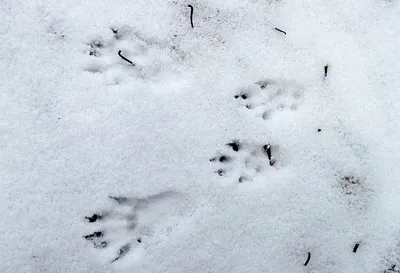 Следы крысы на снегу (48 фото) - 48 фото