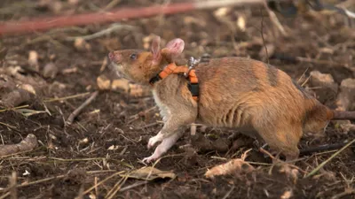 Крысы на участке: как обнаружить и уничтожить?