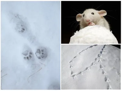 Крысы на снегу | Умная крыса | Дзен