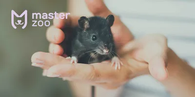 Крысы в доме: как определить их наличие и как избавиться от них?