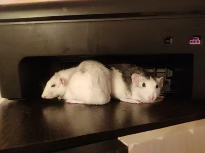 Что делать, если дома появились крысы? – статьи Городского Центра  Дезинфекции
