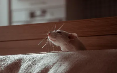 Про крыс и мышей | Единая служба СЭС