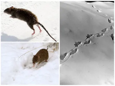 Следы крысы, мыши и как их отличить на снегу и грунте | Крыса, Снег, Мышь