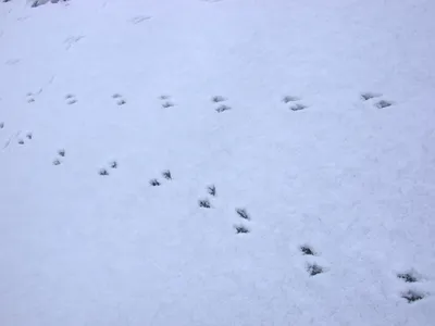 Мышиные следы на снегу - фото и картинки: 75 штук
