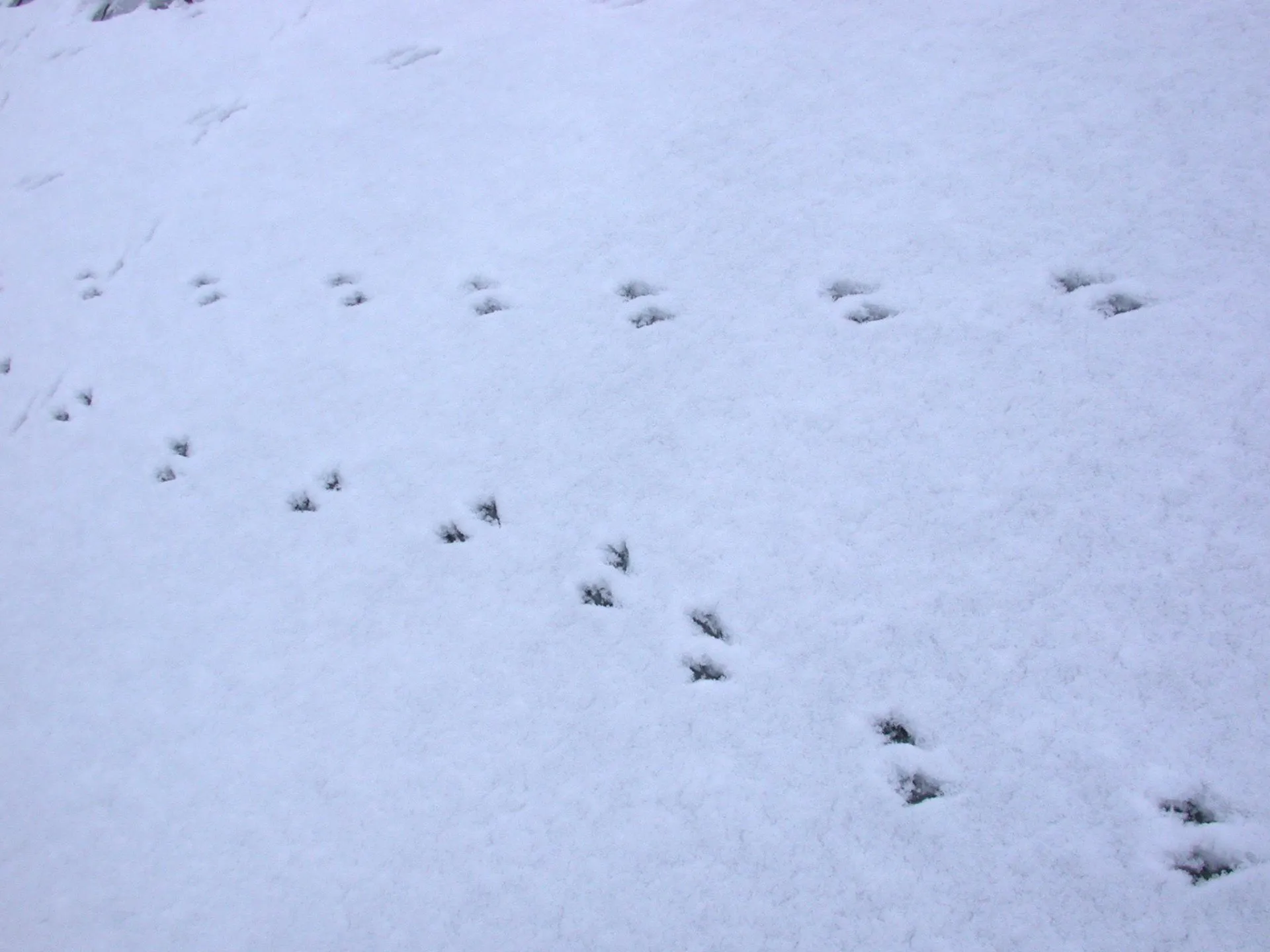 Птичьи следы. Птичьи следы на снегу. Следы птиц на снегу. Беличьи следы на снегу. По следу крысы 3 военный