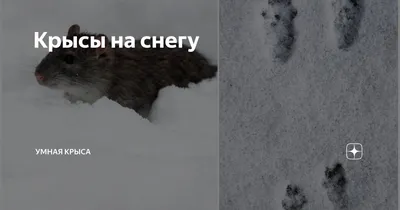 Следы ласки на снегу (Много фото!) - treepics.ru