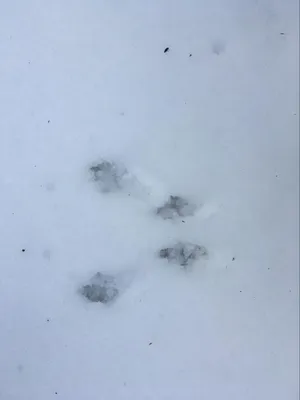 Следы Крысы На Снегу - 69 фото