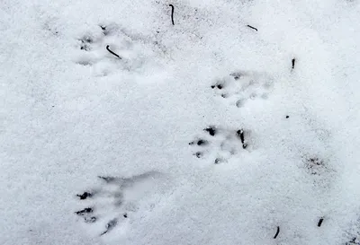 Крысиные следы на снегу (51 фото) - 51 фото