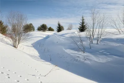 Чьи это следы на снегу? - ответы экспертов 7dach.ru