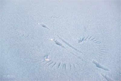 Следы крысы на снегу картинки - 22 фото