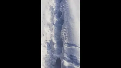 Feldmaus Spur Im Schnee Stockfoto und mehr Bilder von Fußabdruck -  Fußabdruck, Feldmaus, Fotografie - iStock