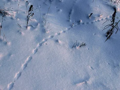 Картинки следы мышки на снегу (60 фото) » Картинки и статусы про окружающий  мир вокруг