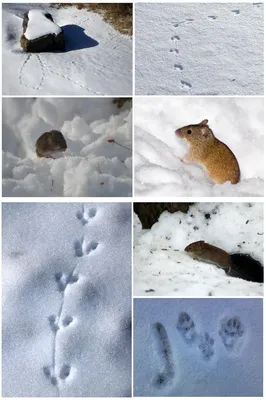 Следы мыши на снегу фото фото