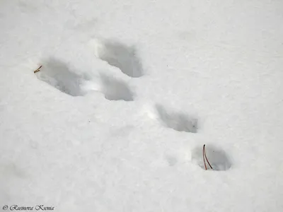 Следы мыши на белом снегу стоковое фото. изображение насчитывающей путь -  167899174