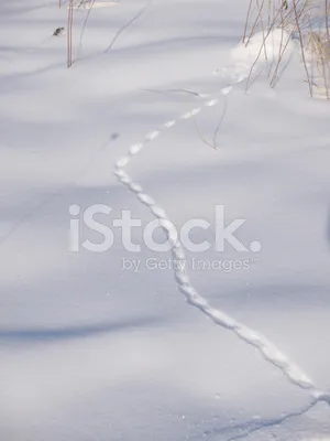Следы мыши в снегу цепочку следов на тонком слое первой фона снега Стоковое  Фото - изображение насчитывающей тропка, замораживание: 204803624